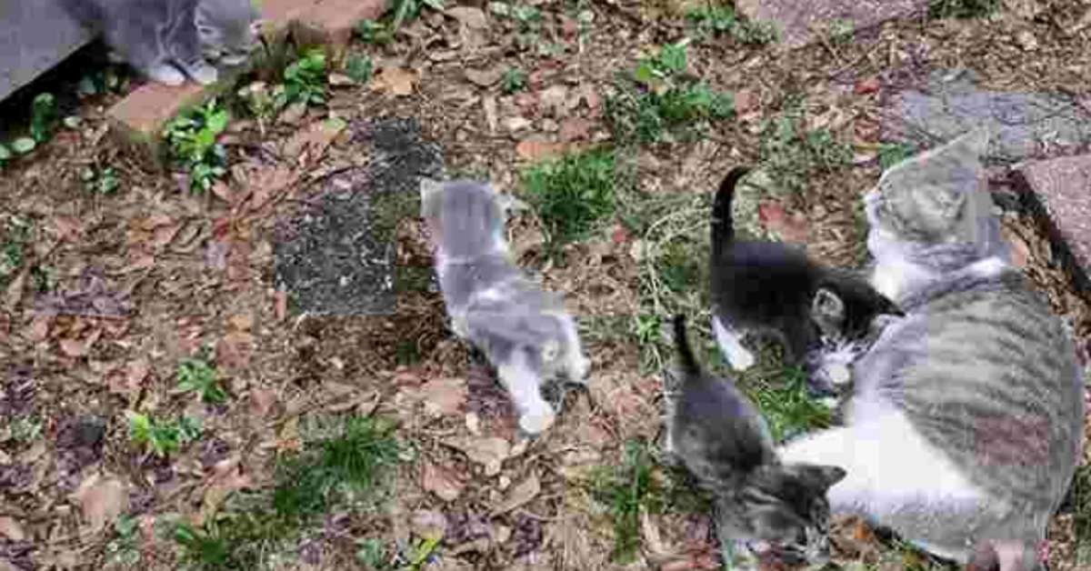 Gatta porta i suoi gattini alla donna che li ha nutriti