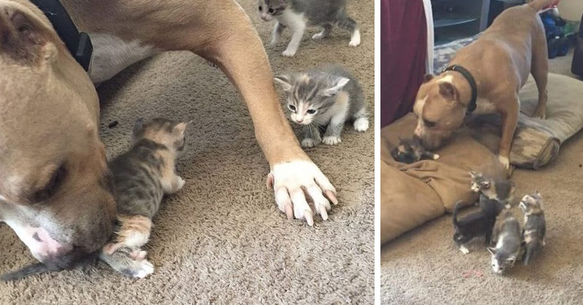 Gattini accuditi da un Pitbull tenerissimo (video)