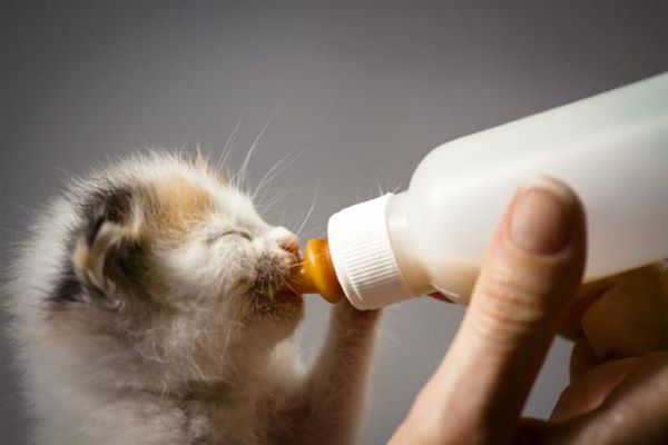 gattino che beve il latte