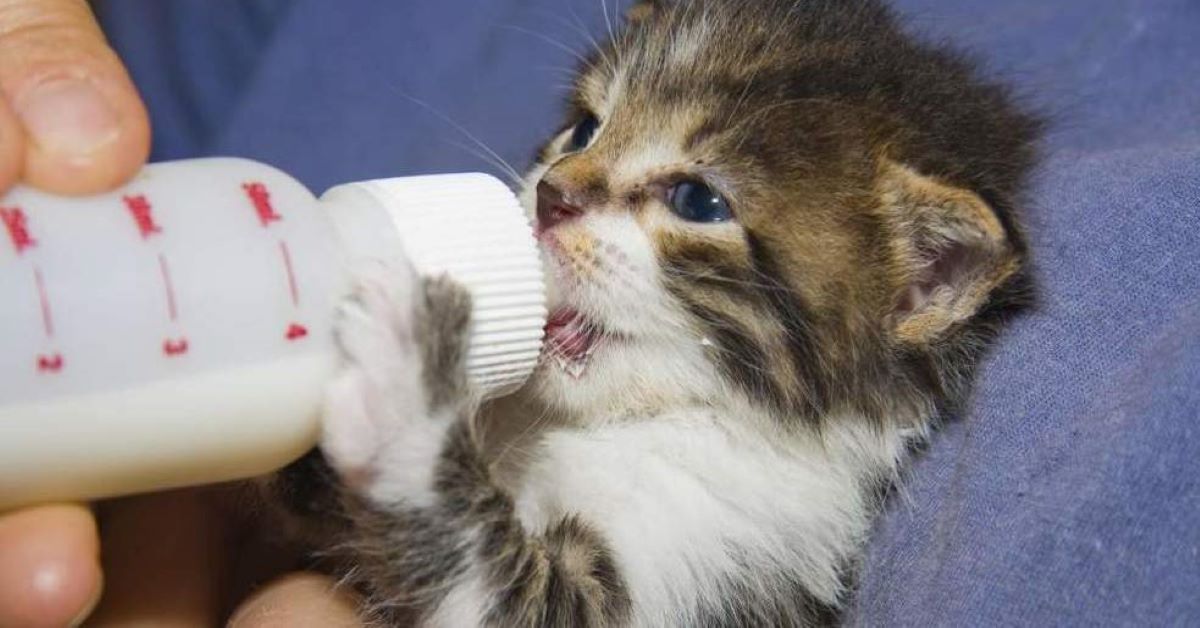Gattini e latte artificiale: qual è quello giusto e come bisogna darglielo