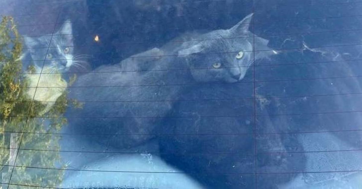 Gattini lasciati in automobile sotto il sole vengono salvati (video)