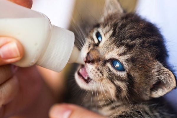 gattino beve latte