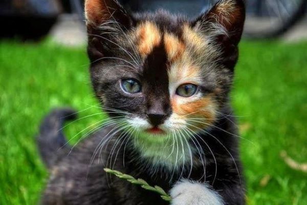 Gattini Piccoli 30 Foto Dolcissime Per Innamorarsi Dei Micini Il Mio Gatto E Leggenda