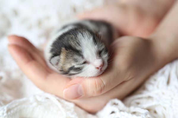 gattini piccoli foto 