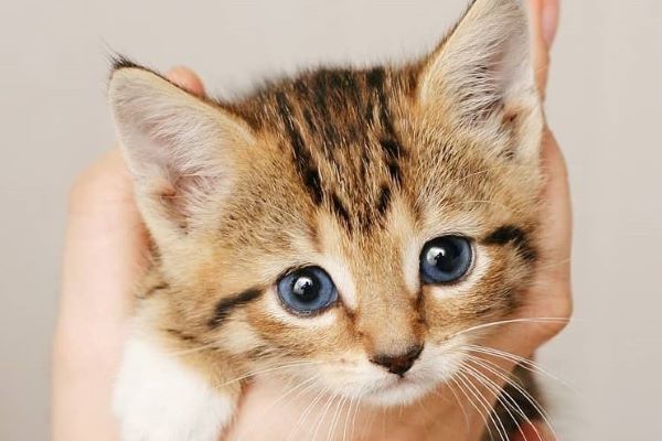 Gattini Piccoli 30 Foto Dolcissime Per Innamorarsi Dei Micini Il Mio Gatto E Leggenda