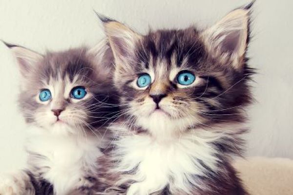 coppia di gattini