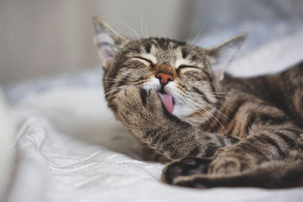 gattino contento