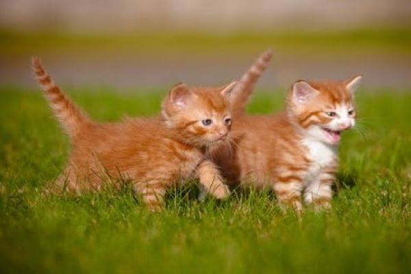 gattini piccoli cosa fare