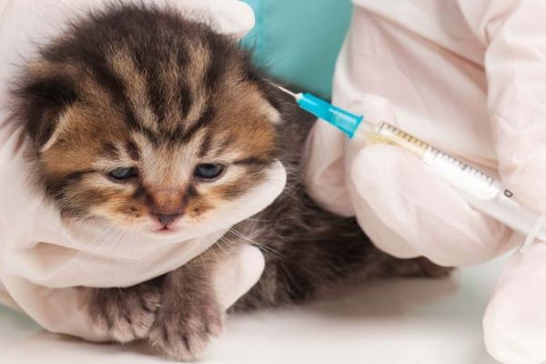 gattino che si vaccina 
