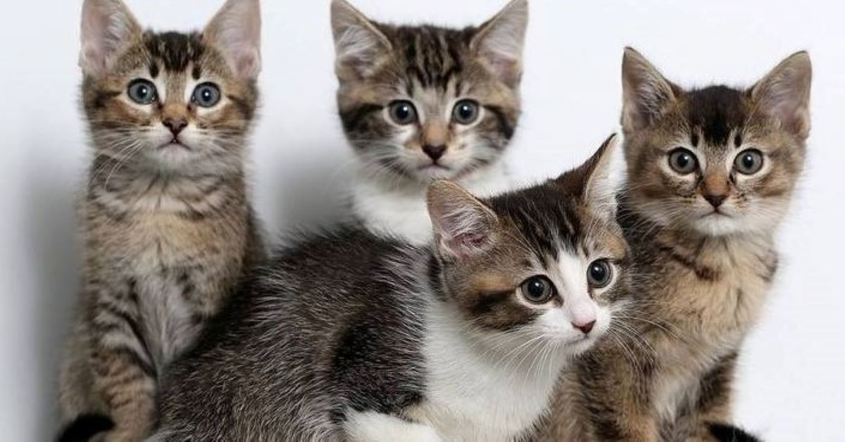 Gattini salvati da un buco molto piccolo riescono a sopravvivere