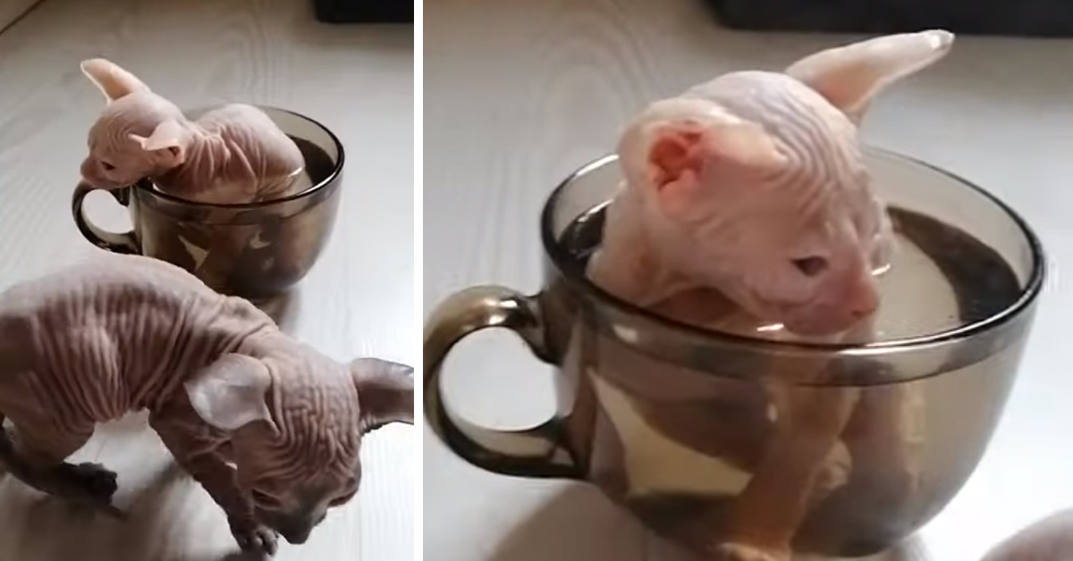 Gattino Sphynx si gode il bagno in una tazza di tè e il video conquista il web