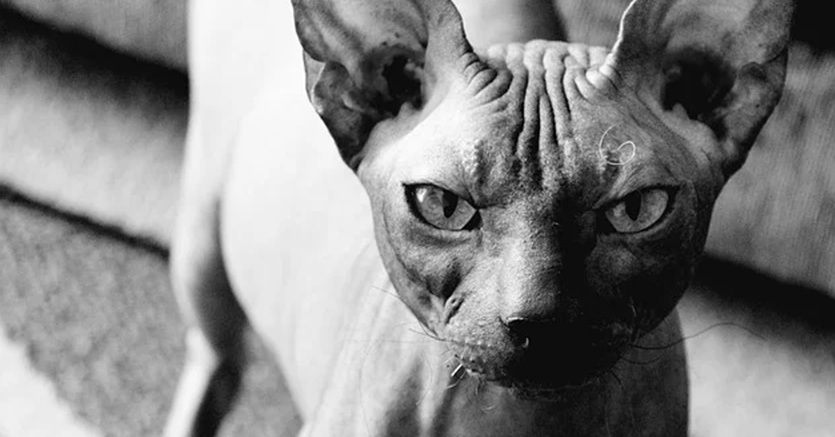 Gatto Sphynx che osserva