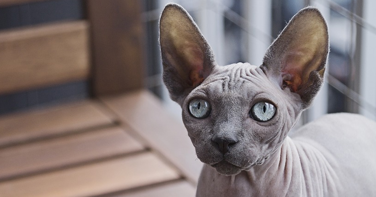 Gatto Sphynx che osserva