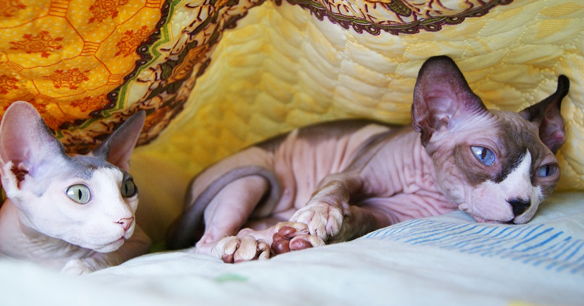 Gattini Sphynx in un letto