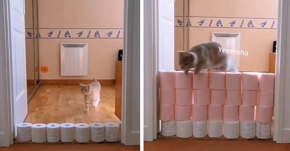 Gattino affronta la sfida della carta igienica e il video conquista il web