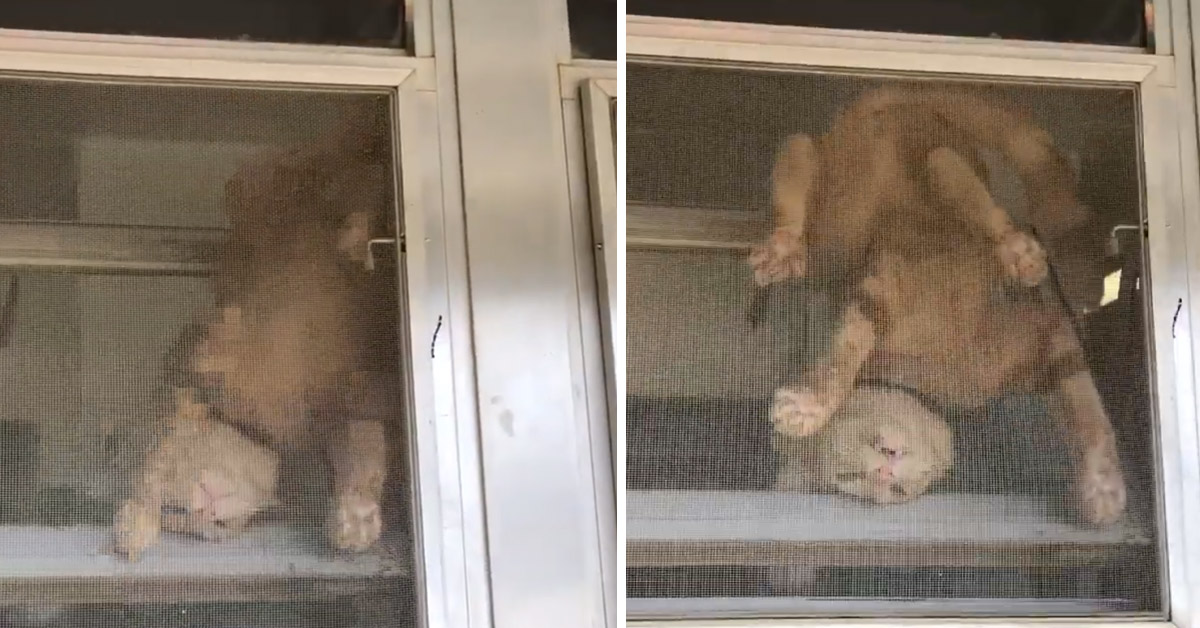Gattino annoiato dalla quarantena tenta una disperata fuga (video)