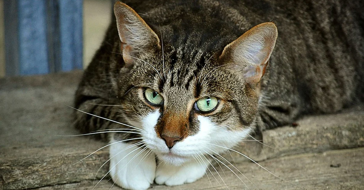 Gattino stitico, cause e come stimolare l’evacuazione in modo semplice