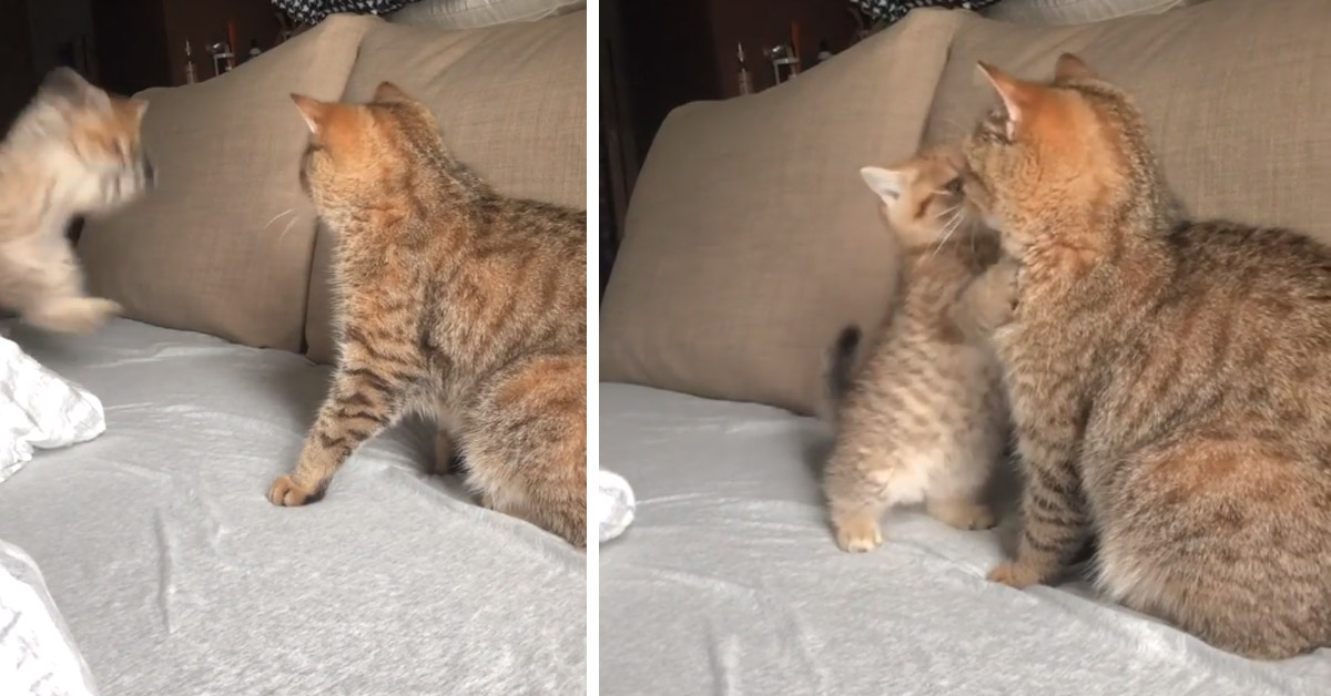 Gattino attacca la mamma e la loro “lotta” conquista il web (video)