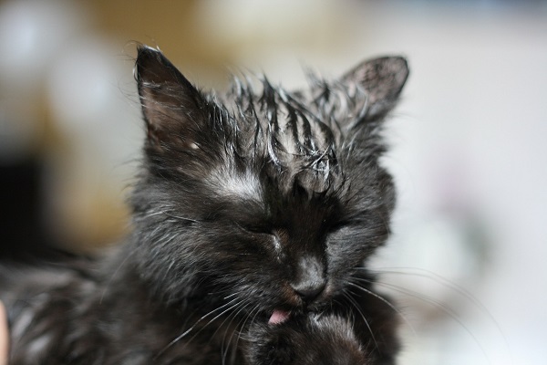 gatto con testa bagnata