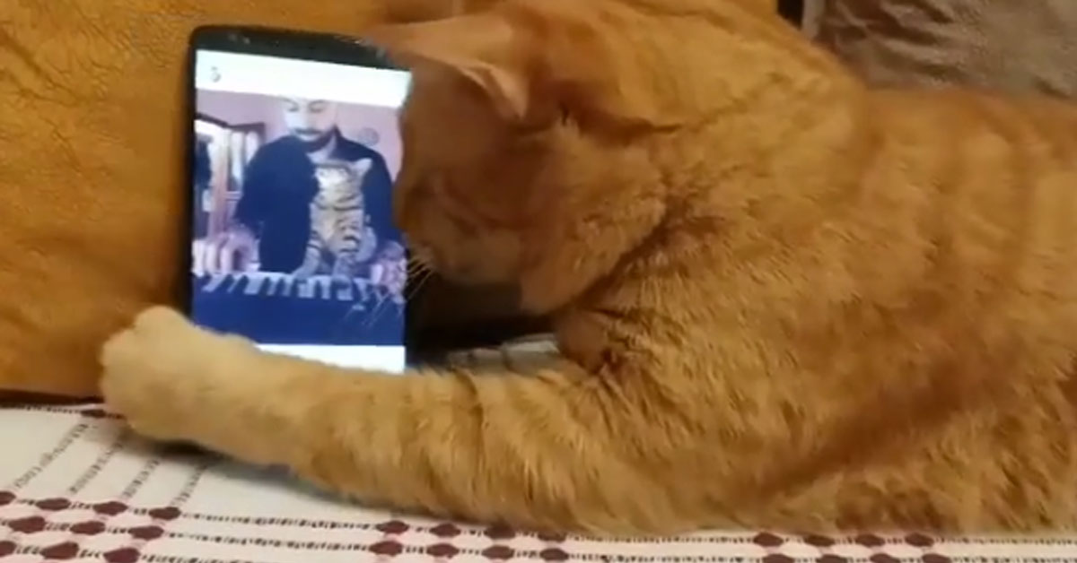 Gattino cieco abbraccia il telefono quando sente la sua canzone preferita (video)