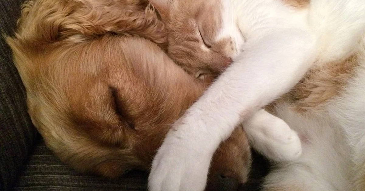 Gatto che dorme con un cane