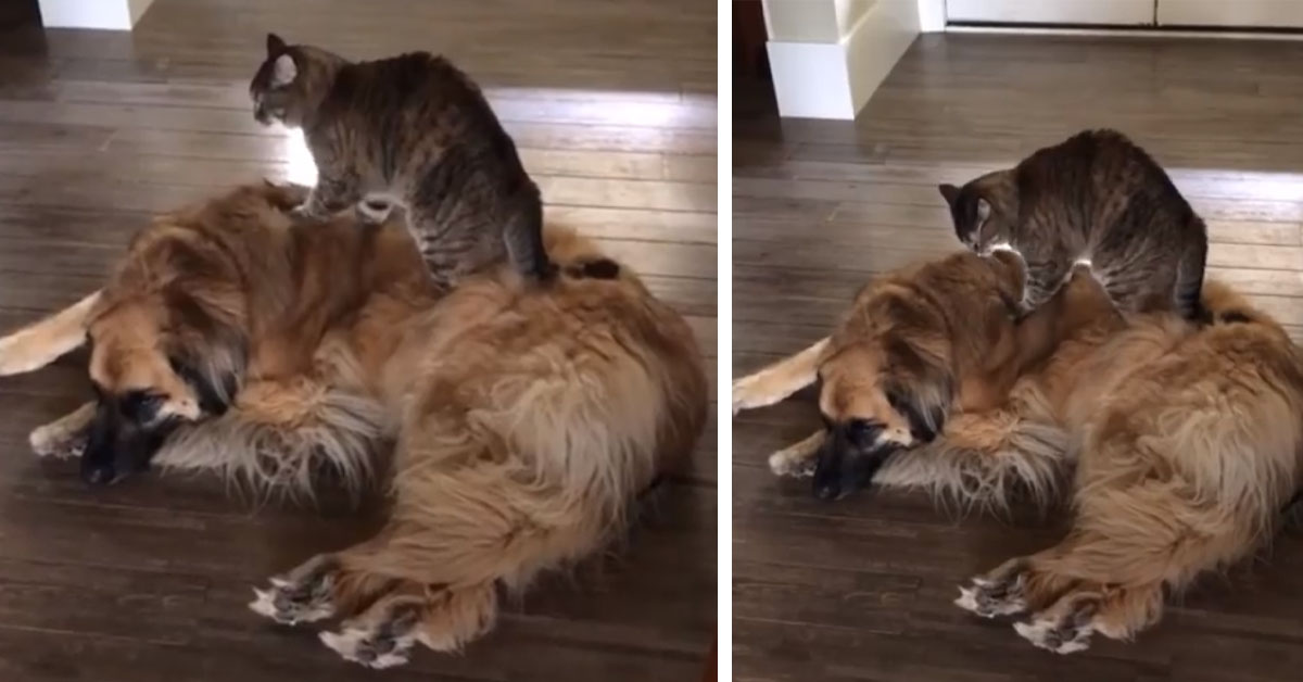 Gattino fa un massaggio ad un cane e il video conquista il web