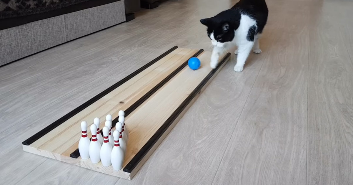 Gattino gioca a Bowling e le sue abilità conquistano il web (video)
