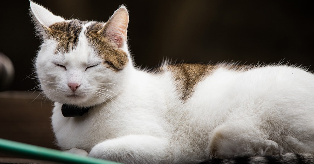 Gatto con gli occhi chiusi