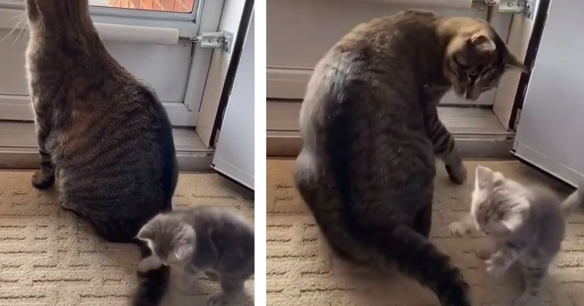 Gattino gioca con la coda della mamma e il video conquista il web