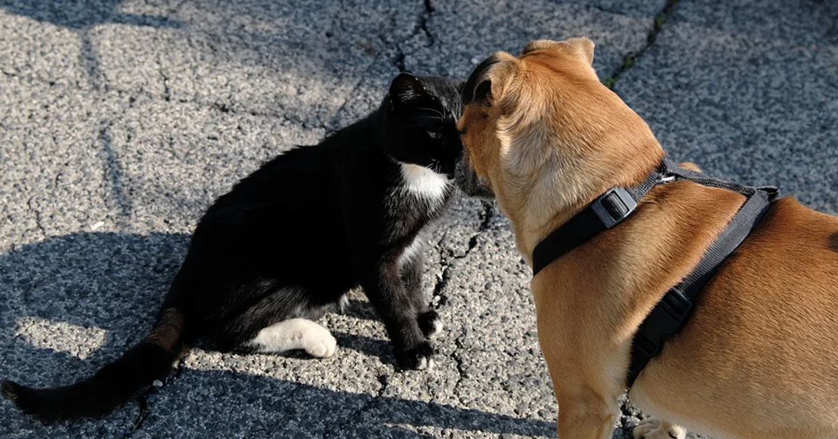 Gatto che gioca con cane