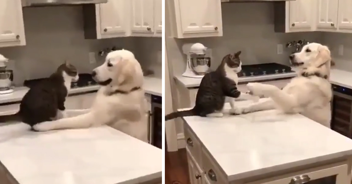 Gattino gioca con un Golden Retriever e il video conquista il web