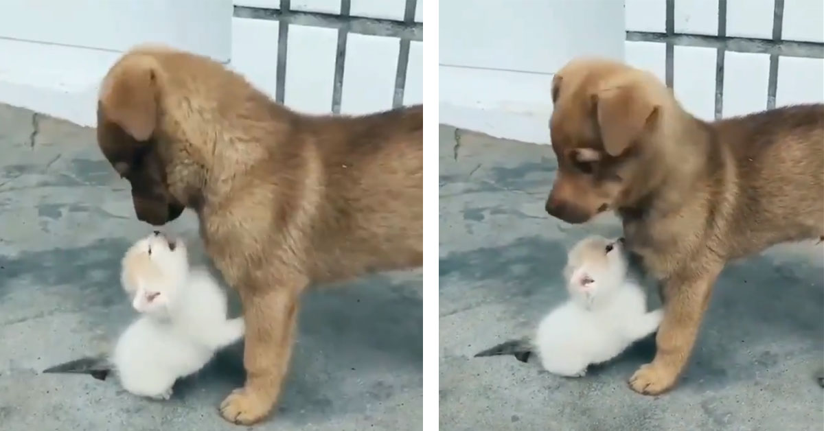 Gattino Gioca Con Un Cucciolo Di Cane E Il Video Diventa Virale Il Mio Gatto E Leggenda