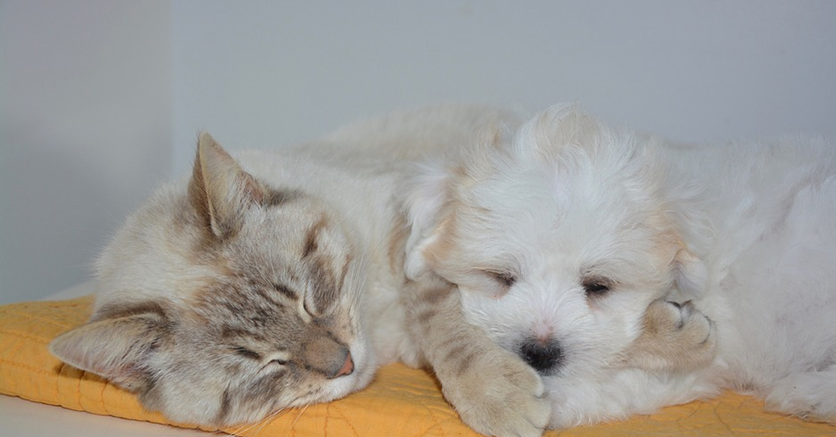 Gatto dorme con un cane