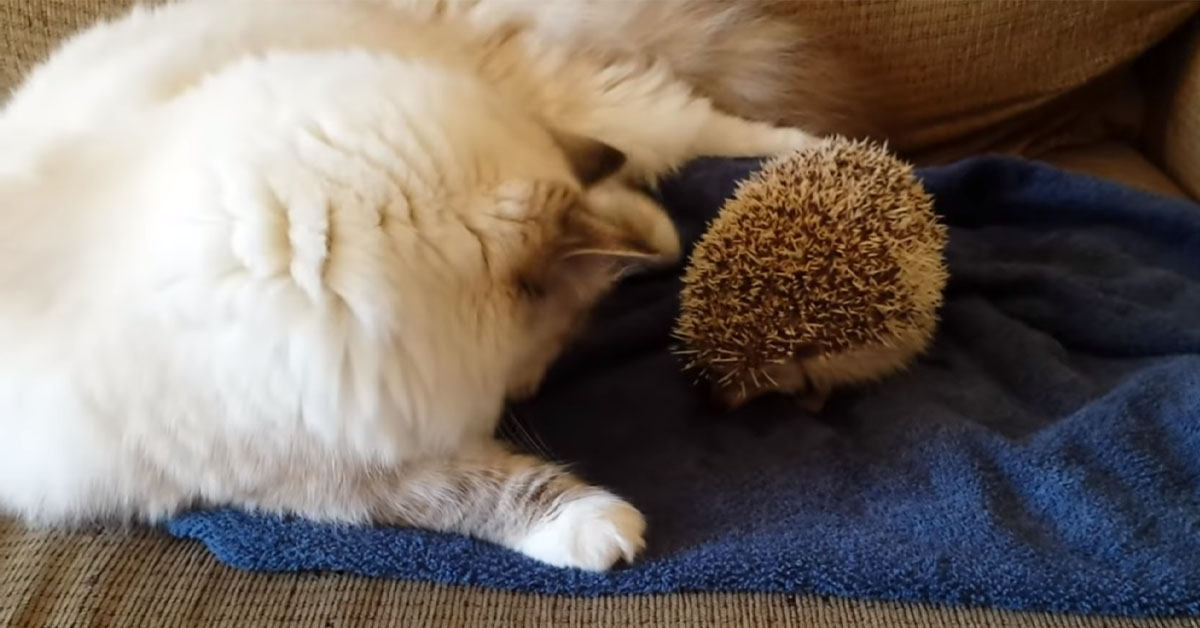 Gattino incontra un riccio e la sua reazione fa il giro del web (video)