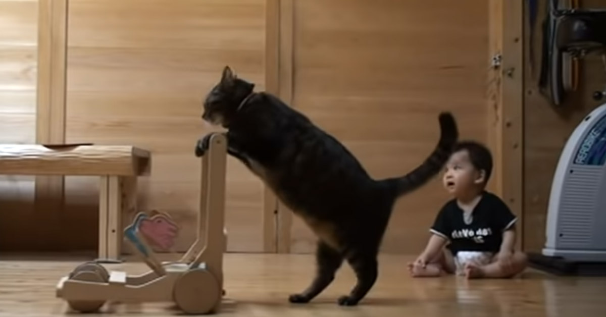 Gattino insegna ad un bambino a camminare (video)