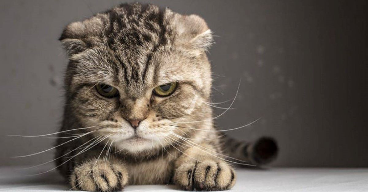 Gattino sempre arrabbiato, le cause e come farlo calmare