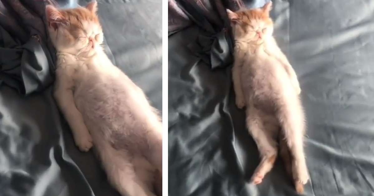 Gattino si gode la quarantena dormendo come un umano (video)