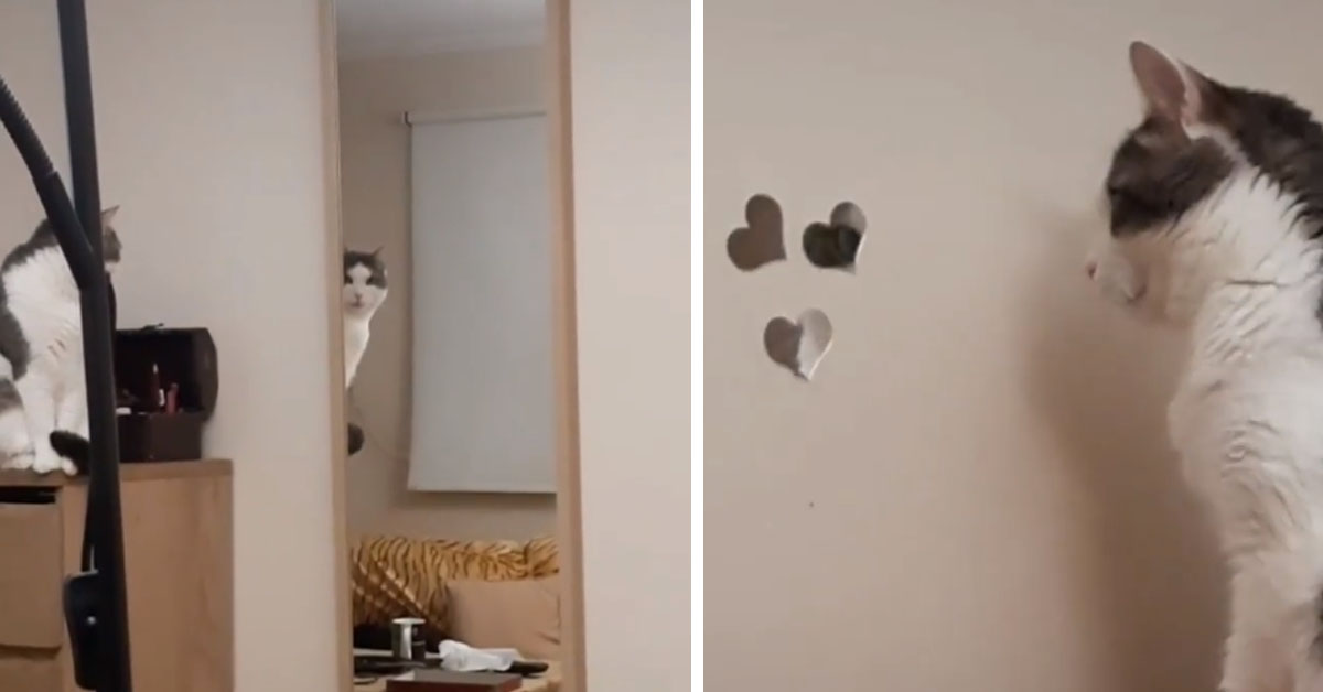 Gattino si guarda allo specchio e crea una scena decisamente “inquietante” (video)
