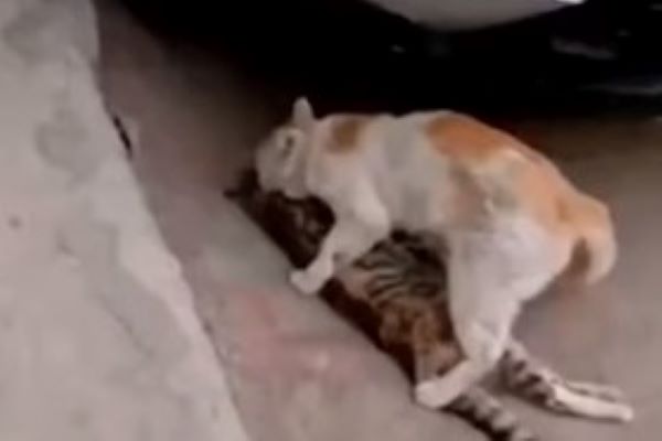 gattino sposta amico vittima di un incidente