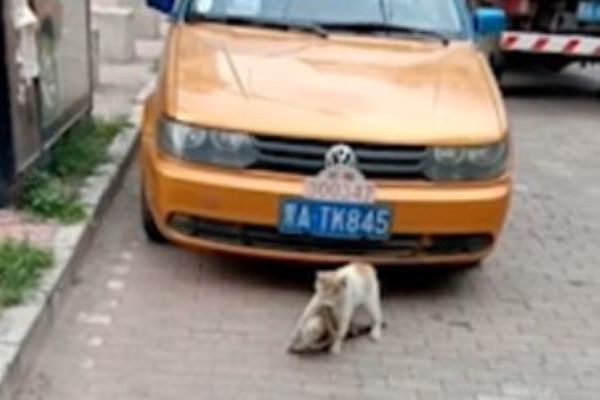 gattino salva amico vittima di un incidente video