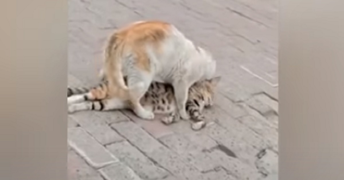 Gattino sposta dalla strada il suo amico vittima di un incidente (video)