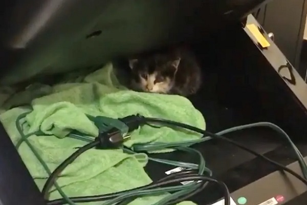 gattino autolavaggio video