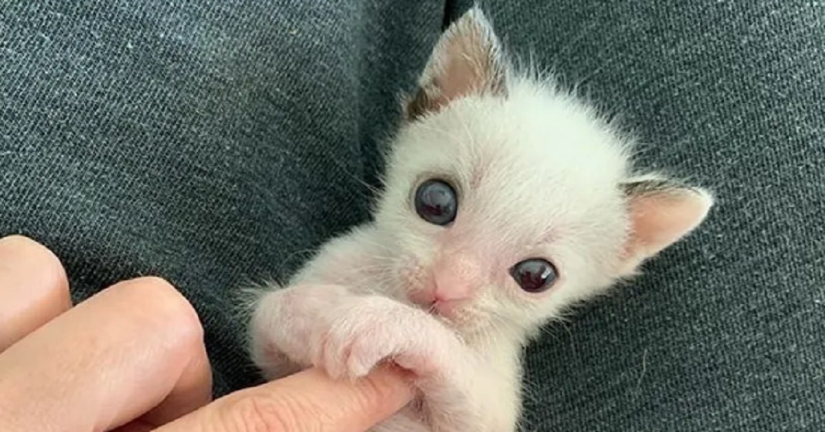 Guinness, il gattino salvato e adottato (video)