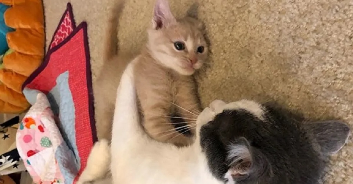 Hammy, il gattino che ha conquistato una famiglia (video)