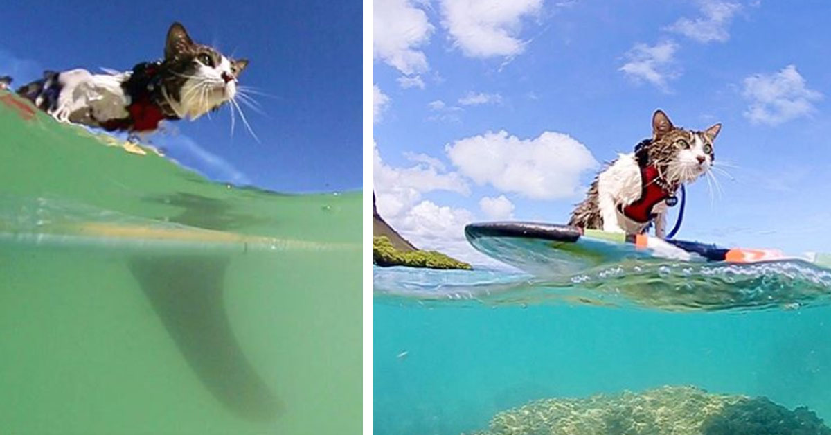Hokule, il gattino che dopo il salvataggio fa surf con la nuova famiglia (video)