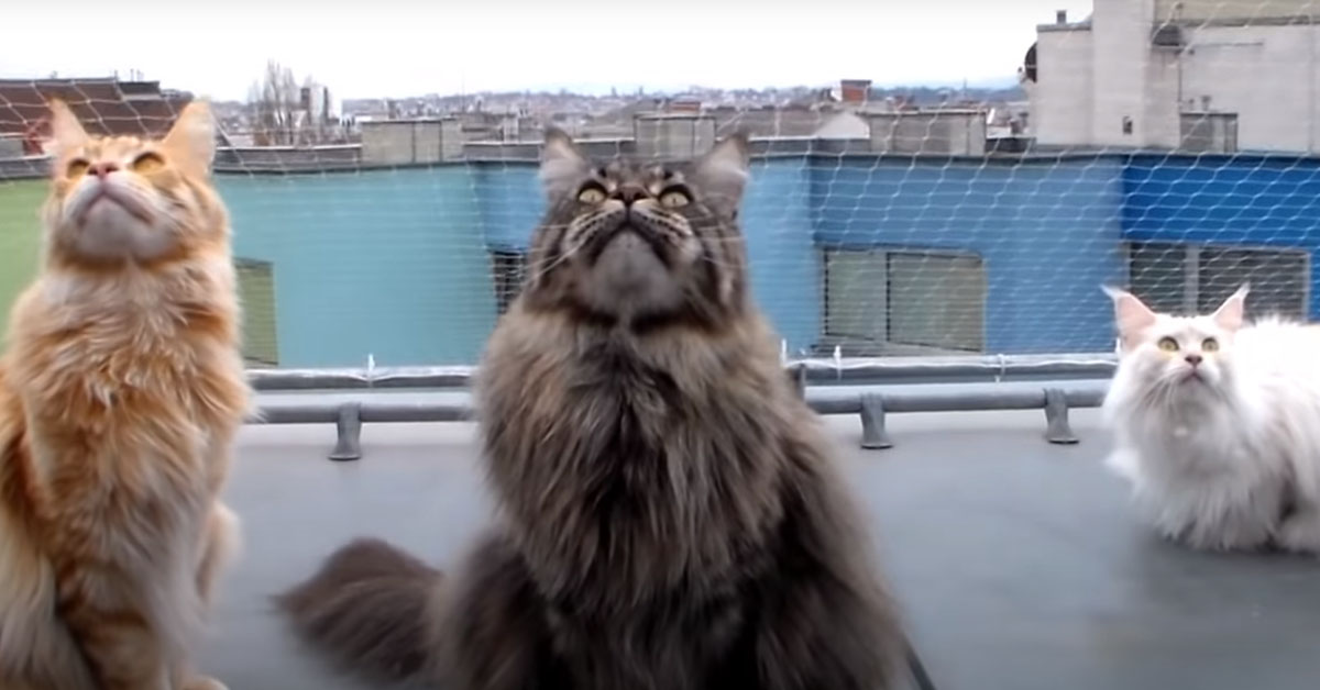 I Maine Coon conversano con degli uccellini e il video conquista il web