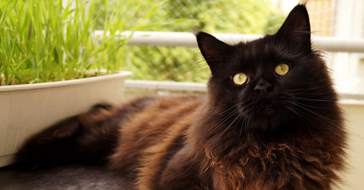 Gatto nero che guarda