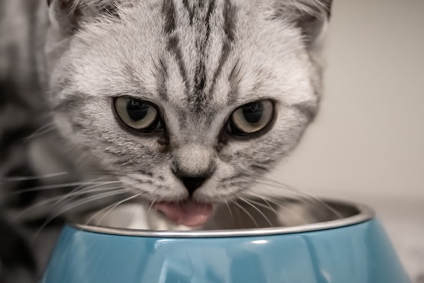 gatto mangia affamato