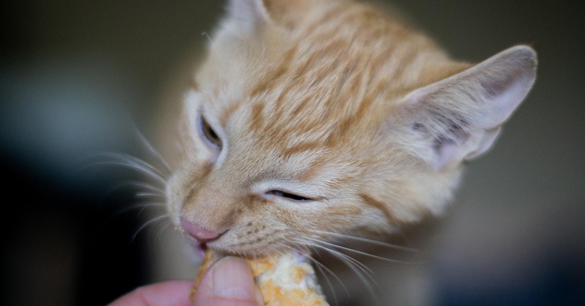 I gatti possono mangiare il salmone, sì o no?