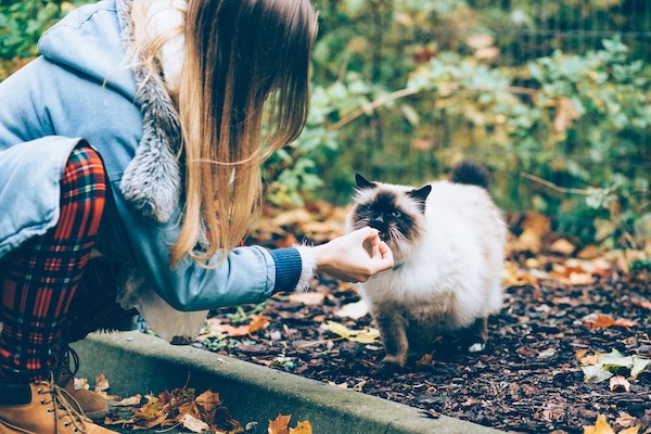 donna da da mangiare al gatto